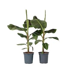 Plant box set usato  Spedito ovunque in Italia 