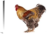 Domestic Chicken, Partridge Brahma, cockerel, standing-Canvas for sale  Delivered anywhere in UK