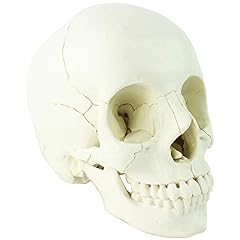 Cranio modello anatomico usato  Spedito ovunque in Italia 