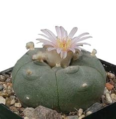 Lophophora williamsii samen gebraucht kaufen  Wird an jeden Ort in Deutschland