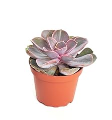 Shop succulents echeveria for sale  Delivered anywhere in USA 