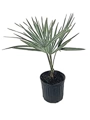 Silver bismarck palm for sale  Delivered anywhere in USA 