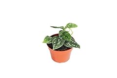 Satin pothos california for sale  Delivered anywhere in USA 
