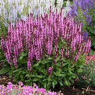 Salvia nemerosa pink for sale  Delivered anywhere in UK