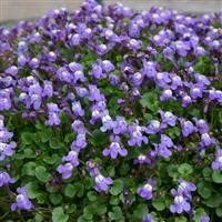 Cymbalaria muralis ivy for sale  Delivered anywhere in UK