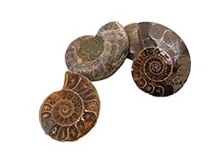 Polished fossils pack for sale  Delivered anywhere in Ireland