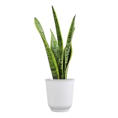 Altman plants sansevieria for sale  Delivered anywhere in USA 