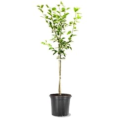 Generic bartlett pear for sale  Delivered anywhere in USA 