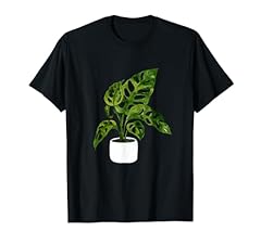 Monstera deliciosa adansonii gebraucht kaufen  Wird an jeden Ort in Deutschland