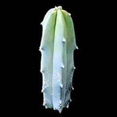 Myrtillocactus geometrizans se usato  Spedito ovunque in Italia 