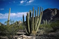 Generic organ pipe for sale  Delivered anywhere in USA 