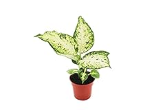 Dieffenbachia amy california for sale  Delivered anywhere in USA 