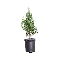Plants blue point for sale  Delivered anywhere in USA 