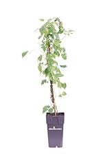 Pianta parthenocissus partenoc usato  Spedito ovunque in Italia 