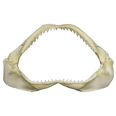 Real shark jaw for sale  Delivered anywhere in USA 