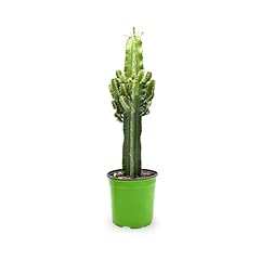 Euphorbia ingens candelabra for sale  Delivered anywhere in UK