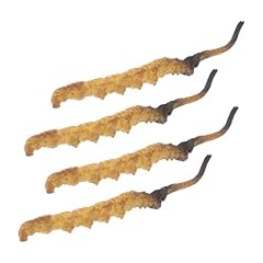 Gariouans 4pezzi cordyceps usato  Spedito ovunque in Italia 