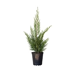 Plants 2.5 quart for sale  Delivered anywhere in USA 