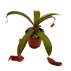 Bubbleblooms nepenthes rebecca for sale  Delivered anywhere in USA 