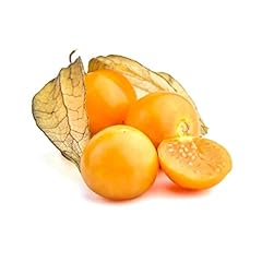 Cape gooseberry giant for sale  Delivered anywhere in USA 