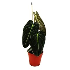 Philodendron melanochrysum sch gebraucht kaufen  Wird an jeden Ort in Deutschland