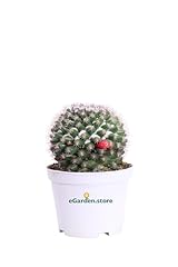 Pianta mammillaria voburnensis usato  Spedito ovunque in Italia 