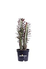 Pianta euphorbia trigona usato  Spedito ovunque in Italia 