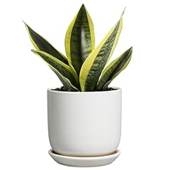 Sunpotfor indoor plant for sale  Delivered anywhere in USA 