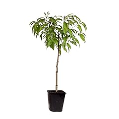 Plant box prunus d'occasion  Livré partout en France