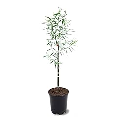 Weeping willow deciduous for sale  Delivered anywhere in USA 