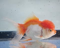 Red white oranda for sale  Delivered anywhere in USA 