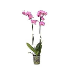 Plant box phalaenopsis d'occasion  Livré partout en France