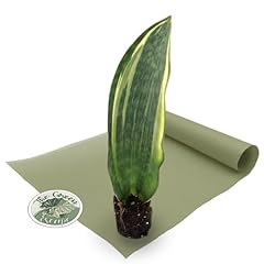Sansevieria variegated whale for sale  Delivered anywhere in USA 