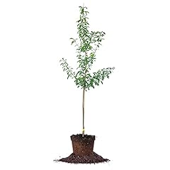 Perfect plants bruce for sale  Delivered anywhere in USA 