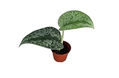 Silver splash california for sale  Delivered anywhere in USA 