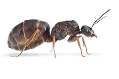 Lasius niger black for sale  Delivered anywhere in UK