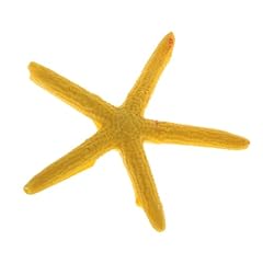 Capastec starfish decor for sale  Delivered anywhere in USA 