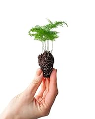 Baby asparagus fern usato  Spedito ovunque in Italia 