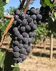 Grape vines classic for sale  Delivered anywhere in USA 
