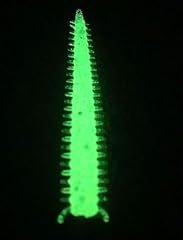 Baby ragworm glow for sale  Delivered anywhere in UK