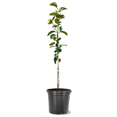 Persimmon trees for sale  Delivered anywhere in USA 
