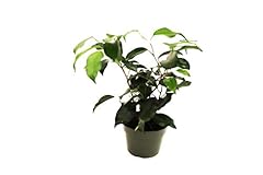 Ficus benjamina weeping for sale  Delivered anywhere in USA 