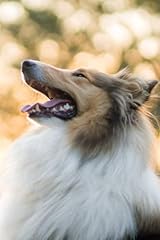 Rough collie notebook for sale  Delivered anywhere in Ireland