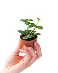 Plnts baby peperomia d'occasion  Livré partout en France