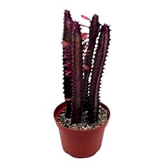 Bubbleblooms red african for sale  Delivered anywhere in USA 