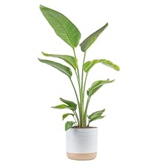 Costa farms white for sale  Delivered anywhere in USA 