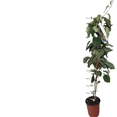 Vivaio garden forest usato  Spedito ovunque in Italia 