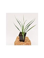 Pianta Yucca Rostrata vaso 7cm,Altezza 10/15cm usato  Spedito ovunque in Italia 