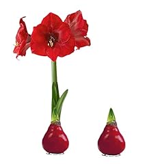 Waxed amaryllis red for sale  Delivered anywhere in USA 
