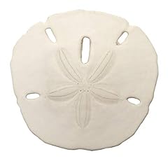 Sand dollars set for sale  Delivered anywhere in USA 